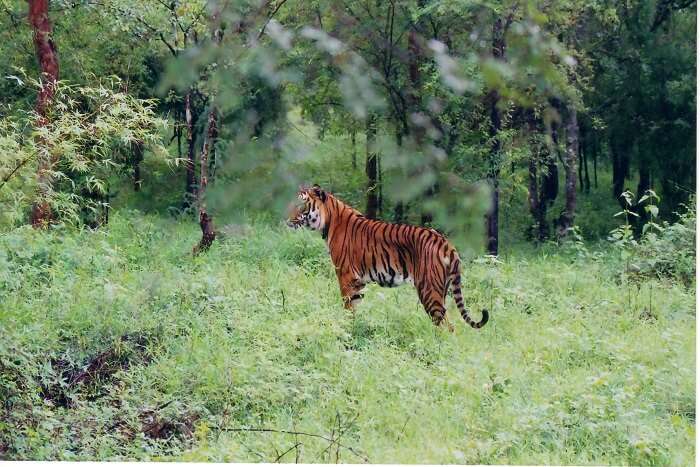 bhadra wildlife sanctuary